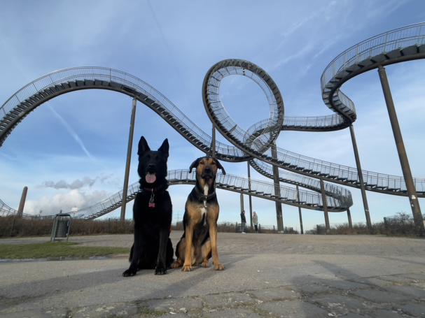 Zwei Hunde stehen vor einer großen, spiralförmigen Riesenrutsche im Freien.