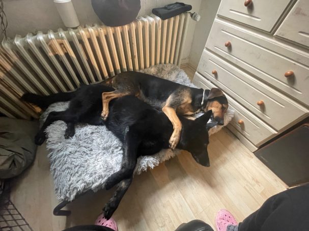 Zwei Hunde liegen entspannt nebeneinander auf einem gepolsterten Bett.