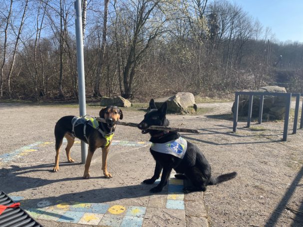 Zwei Hunde mit Geschirren stehen im Freien, umgeben von Bäumen und Steinen.