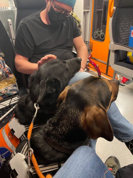 Zwei Hunde sitzen neben Thorsten in einem öffentlichen Verkehrsmittel.