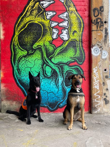 Zwei Hunde sitzen vor einer bunten Wandmalerei eines Schädels.