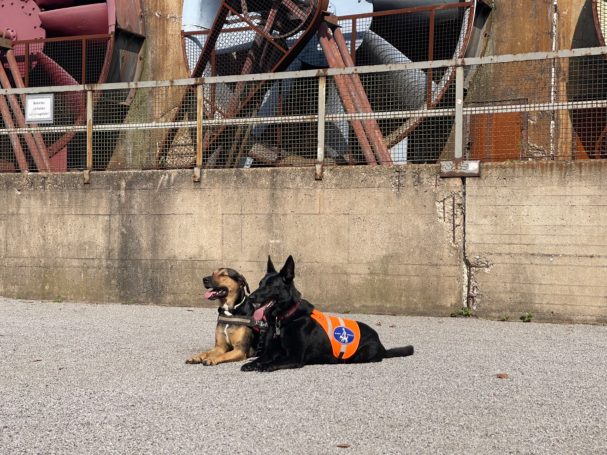 Zwei Hunde in orangefarbener Weste liegen vor einer industriellen Kulisse.